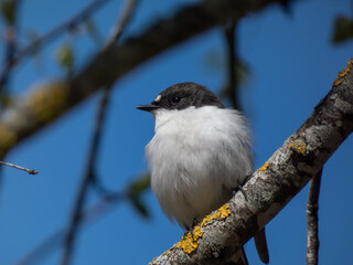 Breeding male of European pied flycatcher (Ficedula hypoleuca) with black feathers above and white below and a large white wing patch sitting on a tree branch