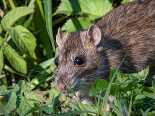 Common rat (Rattus norvegicus) with dark grey and brown fur walking in green grass in bright sunlight