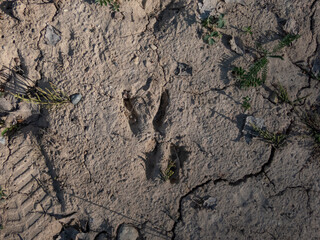 Footprint of a Roe deer (Capreolus capreolus) in very deep and dried mud in the countryside