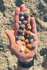 Hand holding sea shells at beach