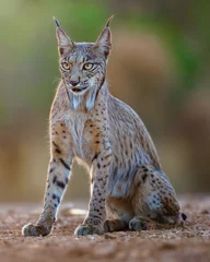Papier Peint photo Lavable Lynx Hembra de lince ibérico descansando y observando fijamente.