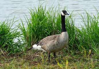 a  canada goose standing in the grass next to the shoreline in  summer at stearns lake in the carolyn holmberg preserve in boulder county, near broomfield,  colorado