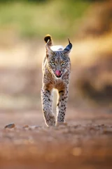 Photo sur Plexiglas Lynx Macho de lince ibérico entrando al bebedero mientras se relamen con la lengua.