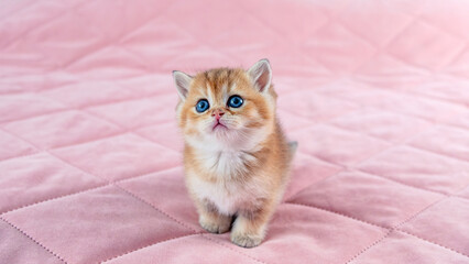 British breed golden chinchilla kitten.