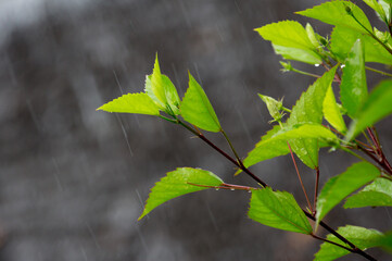 Tropical rain, season of precipitation. Rain on the background of defocused palm leaves.