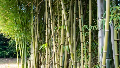 Green bamboo background, tropical environment, nature, bamboo, forest, plant, tree, tropical, wood, pattern, natural, environment, abstract, asia, leaf, zen, jungle, branch, background, AI Generated