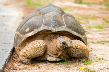 Gigantic Turtles in Seychelles, Rare Endemic Species, Giant Turtle, Aldabra Island, Population, Gigantic Turtles in Seychelles, Rare Endemic Species, Giant Turtle, Aldabra Island.