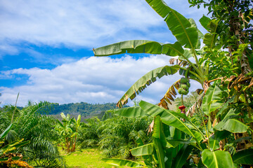 Bananas growing on a palm tree. Tropical fruits, vitamins, vegetarian food. Blooming banana tree.