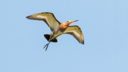 flying bird in the sky