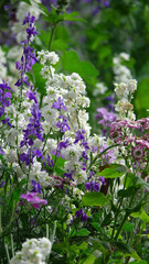 flowers in the garden