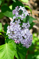 Purple lilac under the sun with green leaves