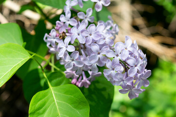 Purple lilac under the sun with green leaves