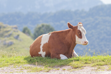 Fototapeta na wymiar Serene Cow Enjoying the Sun near a Mountain Trail