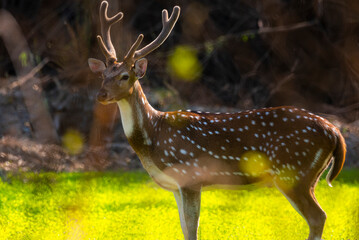 Naklejka na ściany i meble The chital or cheetal, also known as the spotted deer, chital deer and axis deer, is a deer species native to the Indian subcontinent.