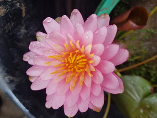 colorful waterlily in sunshine day