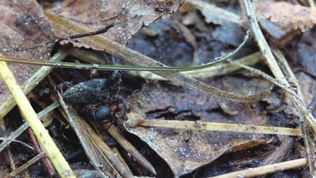 Forest ants attack the beetle.