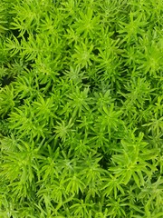 colourful background of tropical plant 