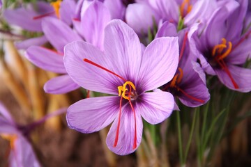 Saffron is a spice derived from the flower of Crocus sativus, commonly known as the "saffron crocus".