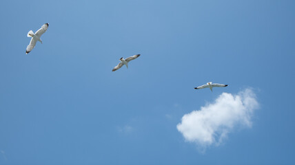 flock of seagulls