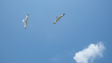 seagulls in flight