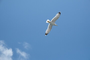 seagull in the sky