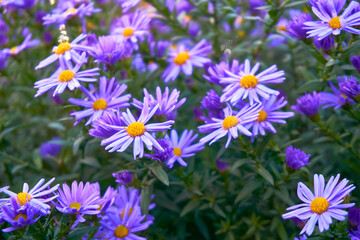 Delicate bush of autumn purple lilac blue asters october sky family