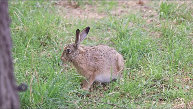 Closeup of rabbit in green field eating grass