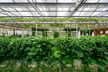 Shouguang ecological vegetable greenhouse interior scene