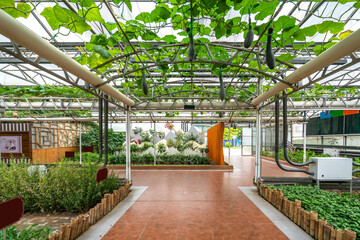 Shouguang ecological vegetable greenhouse interior scene