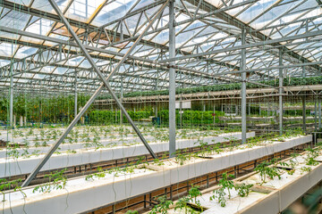 Fototapeta premium Shouguang ecological vegetable greenhouse interior scene