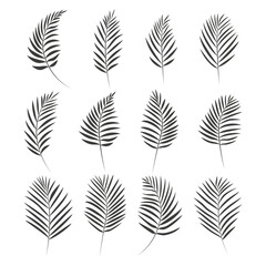Collection of palm leaves isolated on white background. Gray outline of the foliage of a fern, palm tree. Vector illustration.