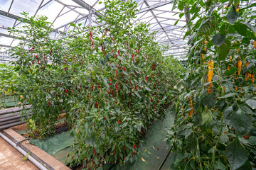 Shouguang ecological vegetable greenhouse interior scene