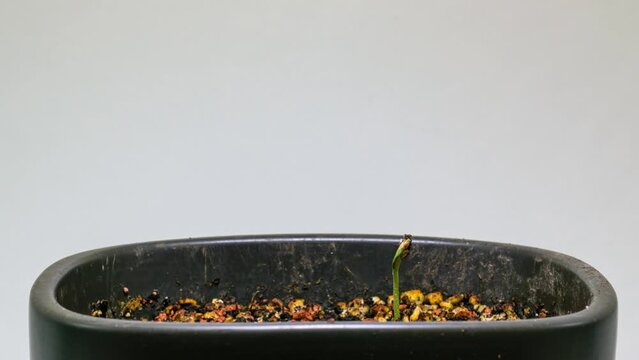 sugar melon plant growing from seed time lapse