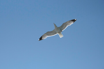 seagull in the sky