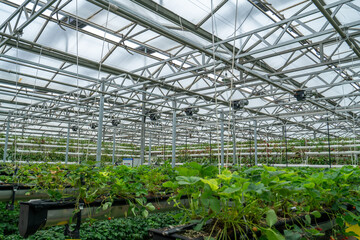 Shouguang ecological vegetable greenhouse interior scene