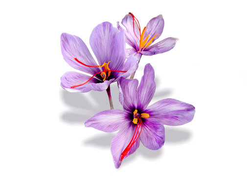 Saffron is a spice derived from the flower of Crocus sativus, commonly known as the "saffron crocus".