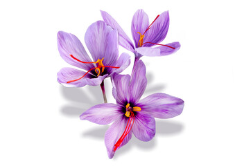 Saffron is a spice derived from the flower of Crocus sativus, commonly known as the "saffron crocus".