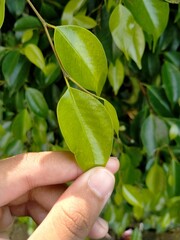 hand holding a plant