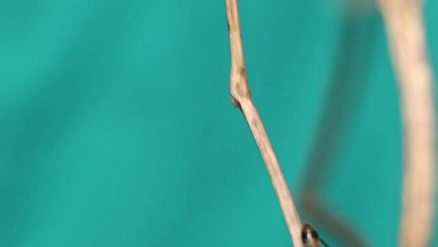 close up of a ant mimicking spider