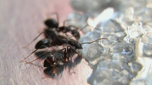 ant on the ground eating sugar solution