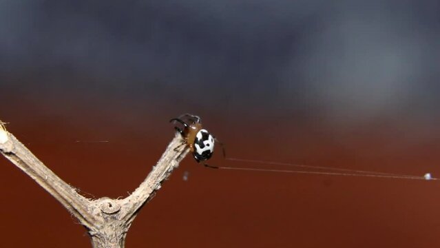 cute spider webbing on the stick 