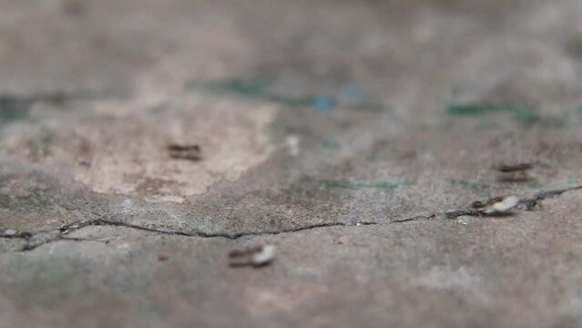 ant colony travelling for rain