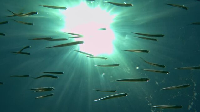 Incredible underwater view of school of colony of fish swimming under surface of clear seawater with sunbeams over sea water surface. Slow-motion