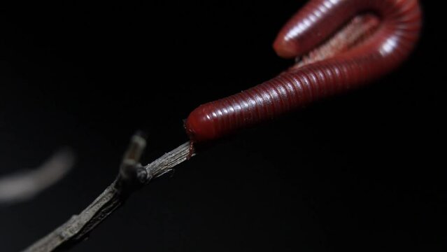 millipede walking on a stick