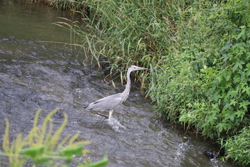 川の中を歩くアオサギ。