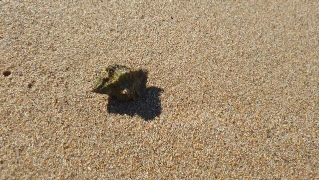 Closeup of hermit crab moving on sandy beach