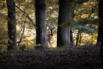 Roe deer in the woods in the warm light of sunrise in Germany, Europe