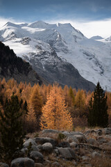 Golden autumnal larches and scenic view of the Morteratsch glacier, Switzerland