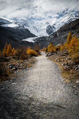 Fototapeta na wymiar Golden autumnal larches and scenic view of the Morteratsch glacier, Switzerland