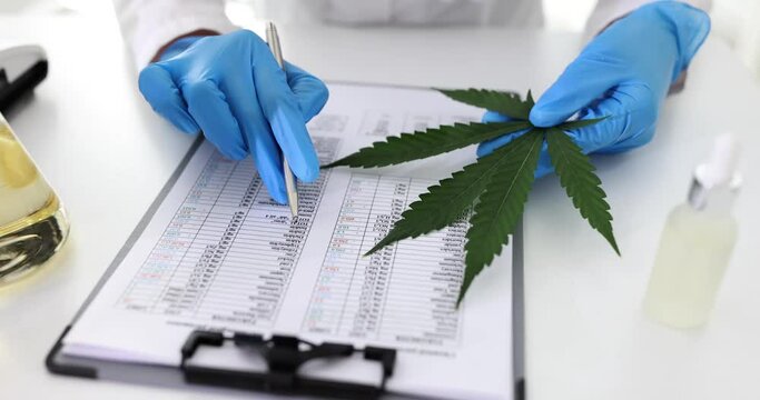 Female chemical technologist working in laboratory is studying properties of marijuana. Chemical composition of hemp in lab
